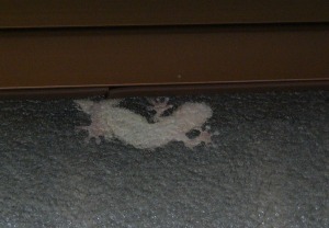 わが家の隠れ家族：ヤモちゃんです。