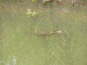 近くの小川に体長20cmほどのカメが・・・