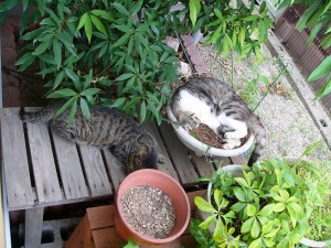 居候ねこたちの優雅な暮らし