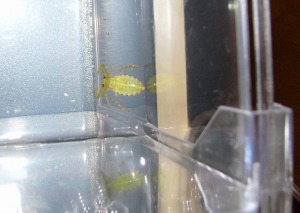 脱皮直後のタガメ