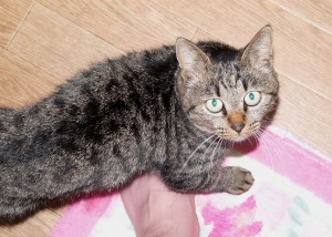 居候ねこ、侵入キャッチ！