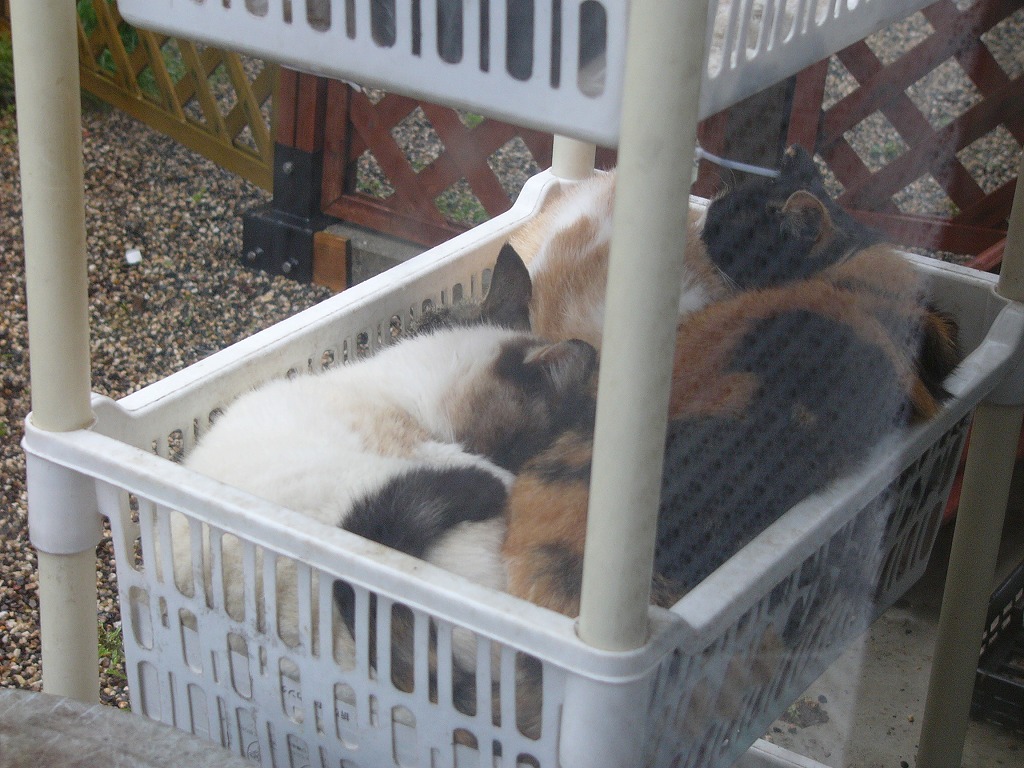 4匹重なって寝ています