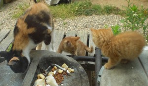元気いっぱいの子猫登場