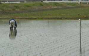 「おじさんと白鷺」から・・・・