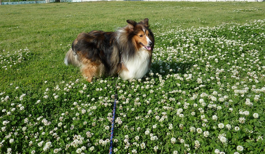 シロツメグサの花が咲いたら～