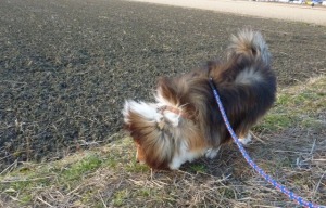今朝は寒風が復活