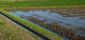 水田に水がひかれ始めました
