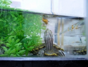 さあ、食べちゃうぞ
