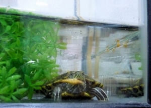 水中に引き込んで・・・・