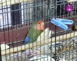 コザクラインコのコザオです