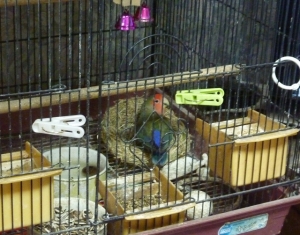 皿巣を購入して、鳥かご内に設置