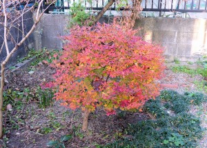 今年はドウダンツツジがきれいに紅葉してくれました